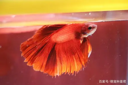泰国斗鱼吃什么食物？保持美丽的前提下，喂食很关键(泰国斗鱼吃啥)
